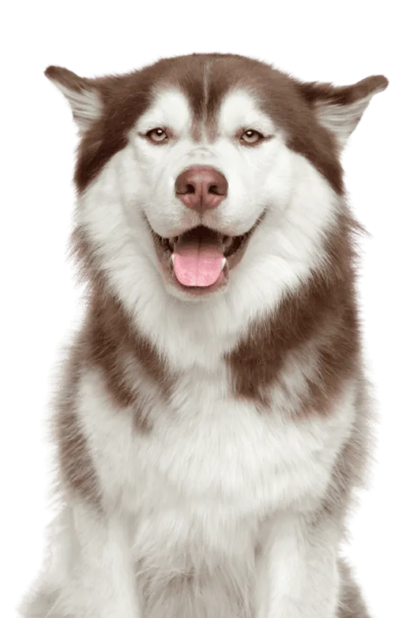 Siberian Husky Bild