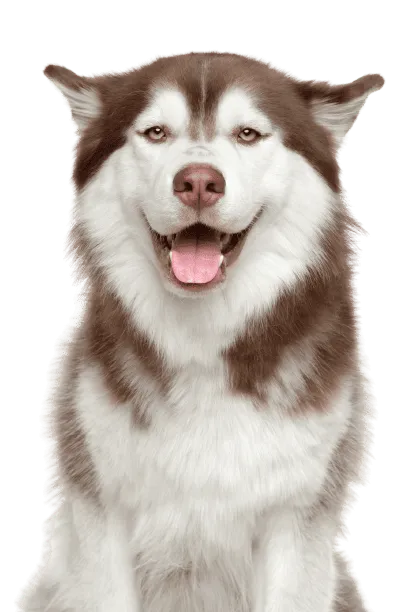 Siberian Husky Bild