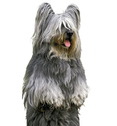 Bild für Skye Terrier