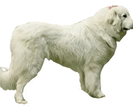 Slovenský čuvač