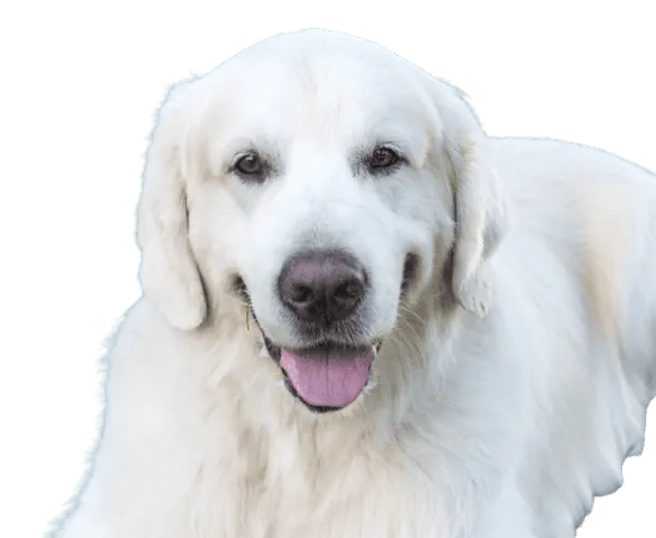 Slovenský čuvač Bild