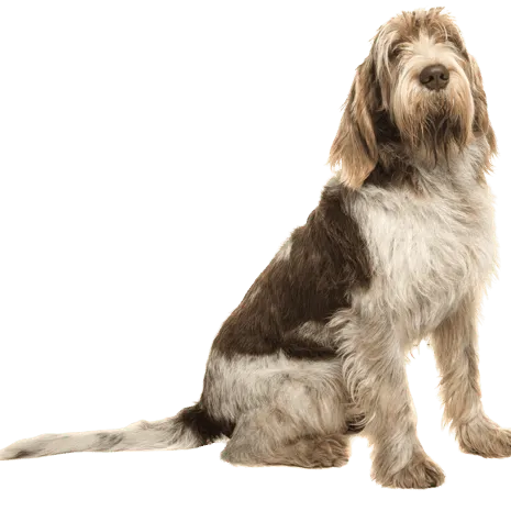 Spinone-Italiano-5