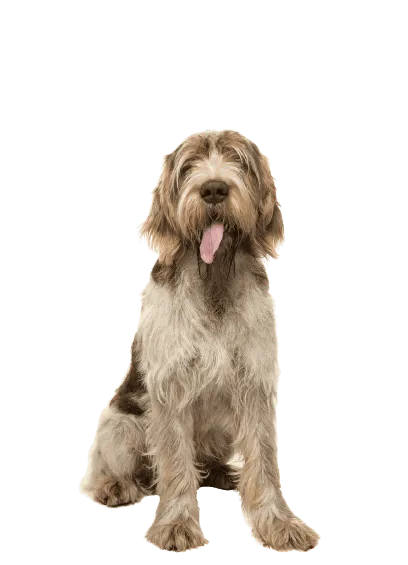 Spinone-Italiano-6