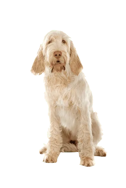 Spinone-Italiano-4