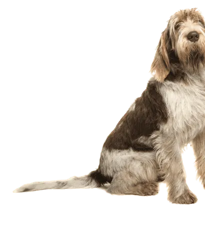 Spinone-Italiano-3