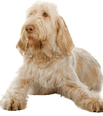 Spinone-Italiano-2
