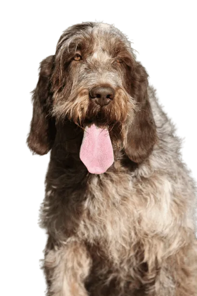 Spinone Italiano Bild