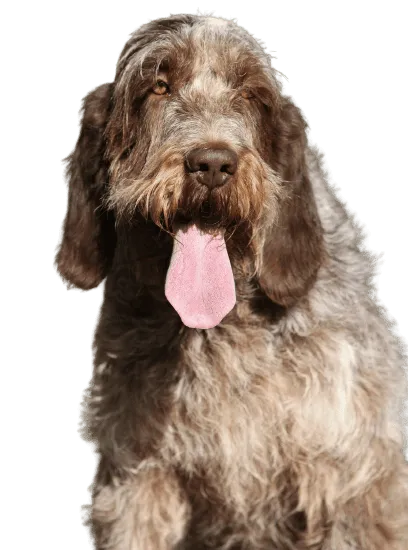 Bild für Spinone Italiano