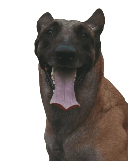 Taiwanhund Bild