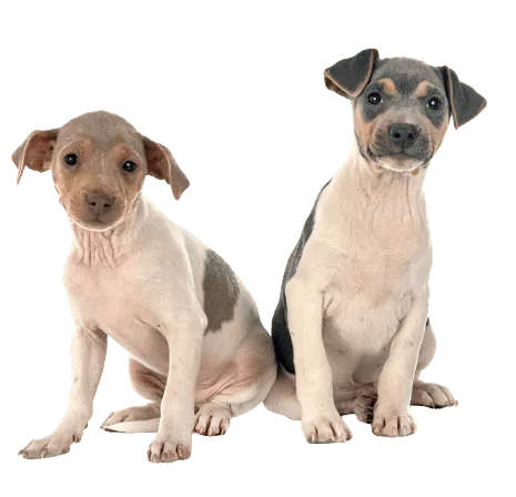 Terrier-Brasileiro-puppies