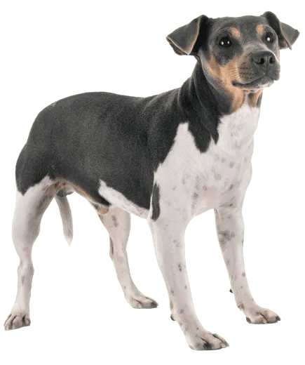 Terrier-Brasileiro-adult
