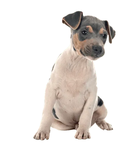 Terrier-Brasileiro-1