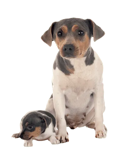 Terrier-Brasileiro-2
