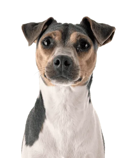 Terrier Brasileiro Bild