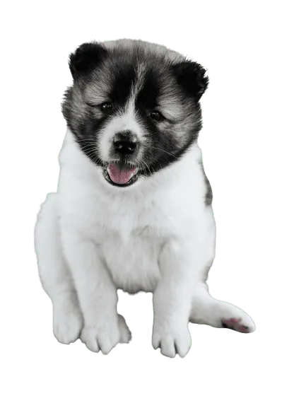 Thai-Bangkaew-Dog-7