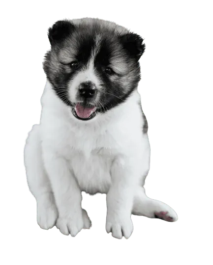 Thai-Bangkaew-Dog-7