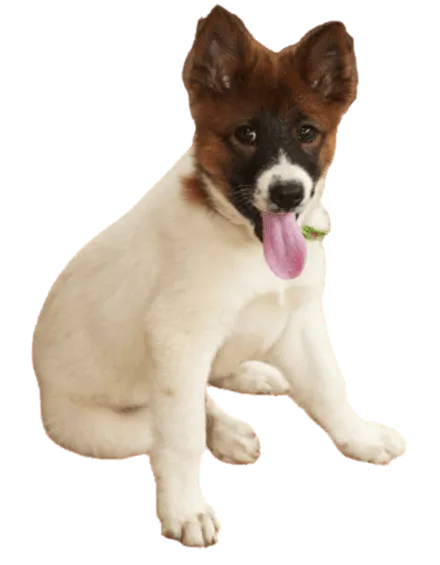 Thai-Bangkaew-Dog-6