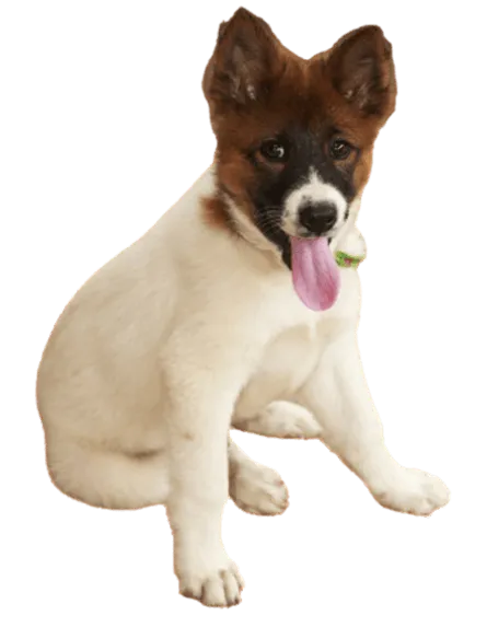 Thai-Bangkaew-Dog-6
