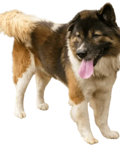 Thai-Bangkaew-Dog-4