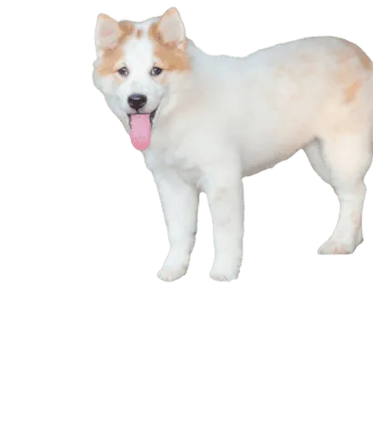 Thai-Bangkaew-Dog-3