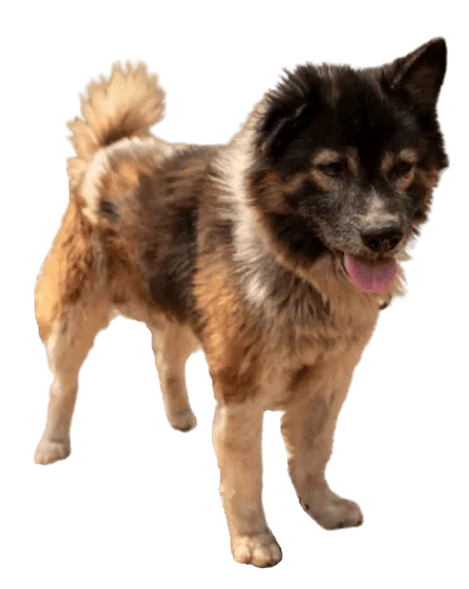 Thai-Bangkaew-Dog-2
