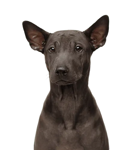 Bild für Thai Ridgeback