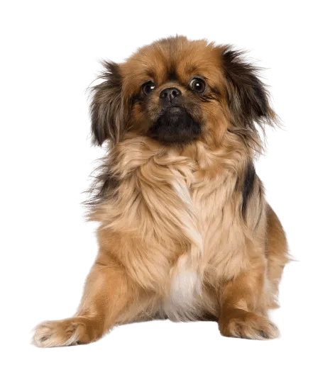 Tibet-Spaniel-4
