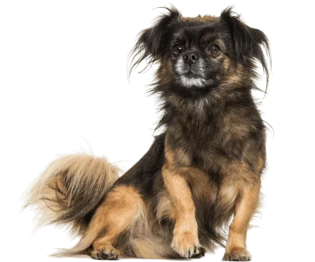 Tibet-Spaniel-3-1