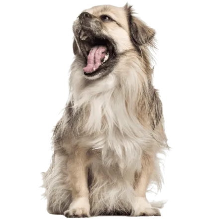 Tibet-Spaniel-5