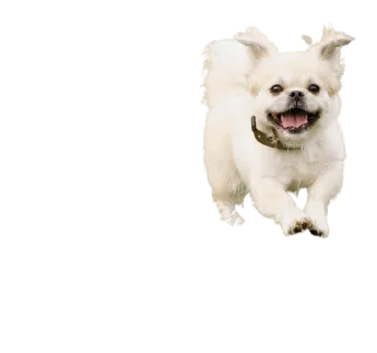 Tibet-Spaniel-6