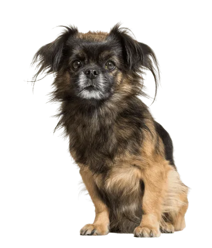 Tibet-Spaniel-7