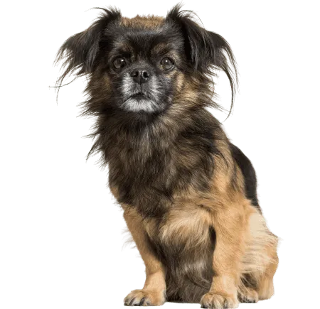 Bild für Tibet-Spaniel