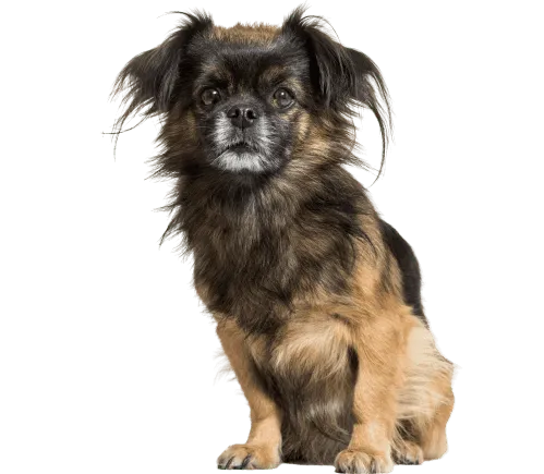 Tibet-Spaniel Bild