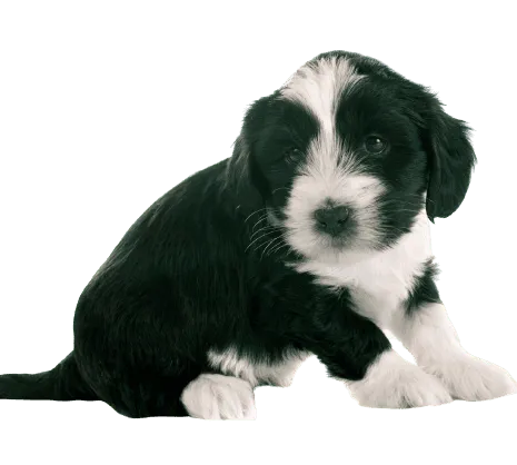 Tibet-Terrier-6