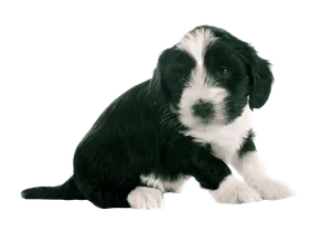 Tibet-Terrier-6