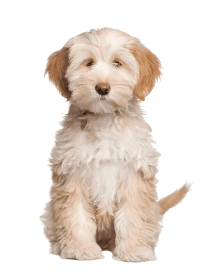 Tibet-Terrier-5