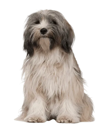 Tibet-Terrier-1