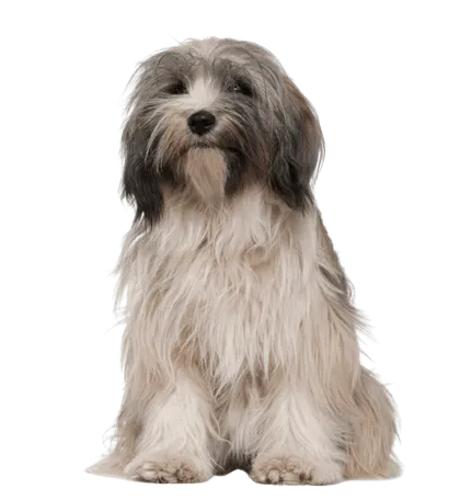 Tibet-Terrier-1