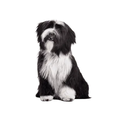 Tibet-Terrier-3