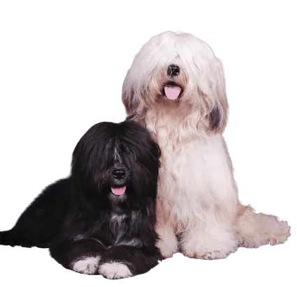 Tibet-Terrier-2