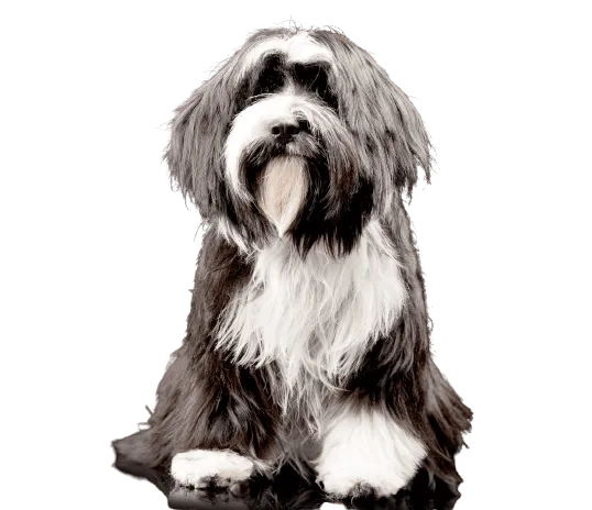 Tibet-Terrier Bild
