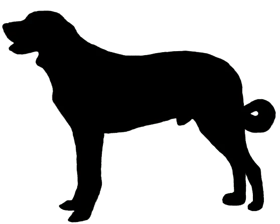 Transmontano-Hirtenhund Bild