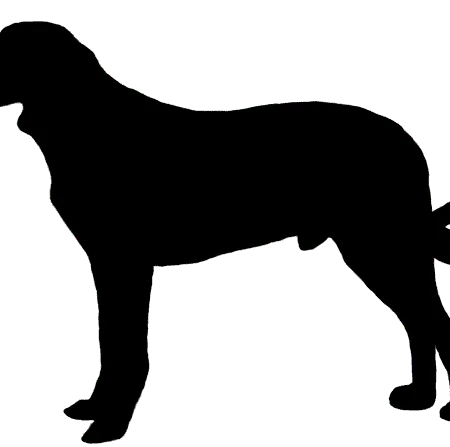 Bild für Transmontano-Hirtenhund