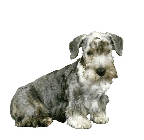 Tschechischer-Terrier-puppy