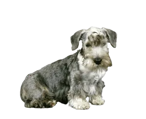 Tschechischer-Terrier-puppy