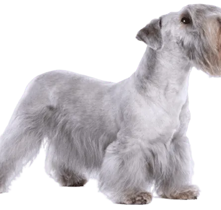 Tschechischer-Terrier-adult