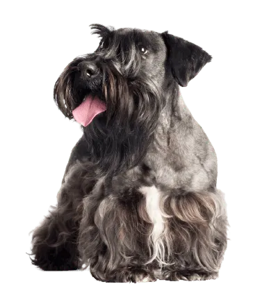 Tschechischer-Terrier-adult-1