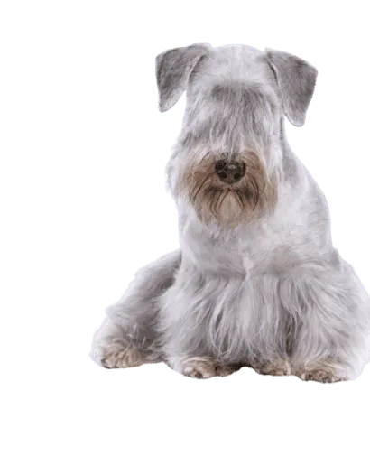 Tschechischer-Terrier-1