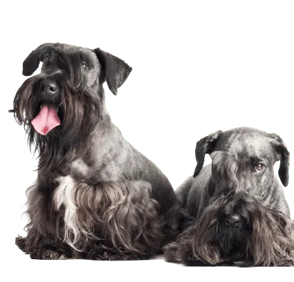 Tschechischer-Terrier-2