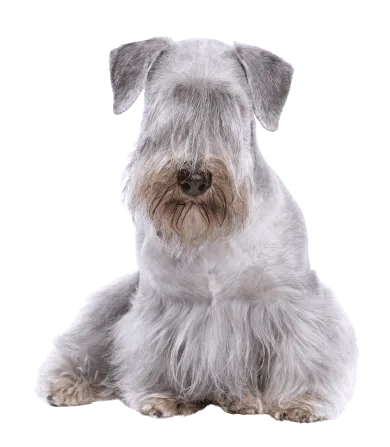 Tschechischer Terrier Bild